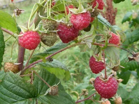 alytausgidas avietes1