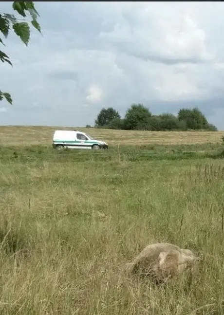 alytausgidas avysnn1