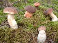 alytausgidas baravykas1