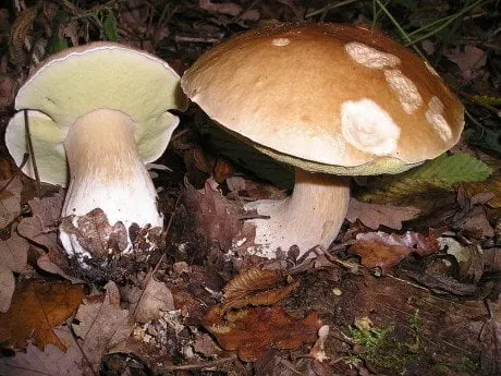 alytausgidas baravykas3