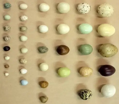 alytausgidas bird eggs21