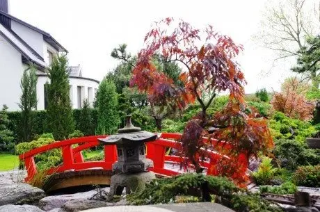 alytausgidas bonsai renata kaminskaite paskauskiene1