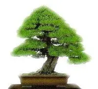 alytausgidas bonsai011