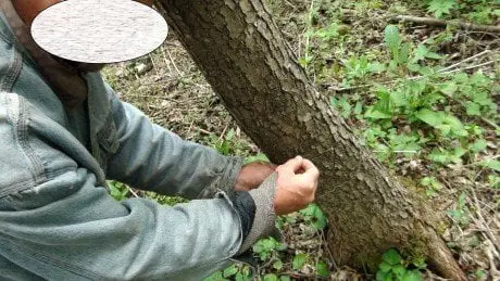 alytausgidas brako kilpa1