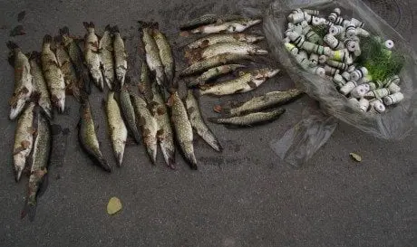 alytausgidas brakoly