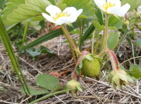 alytausgidas bras1