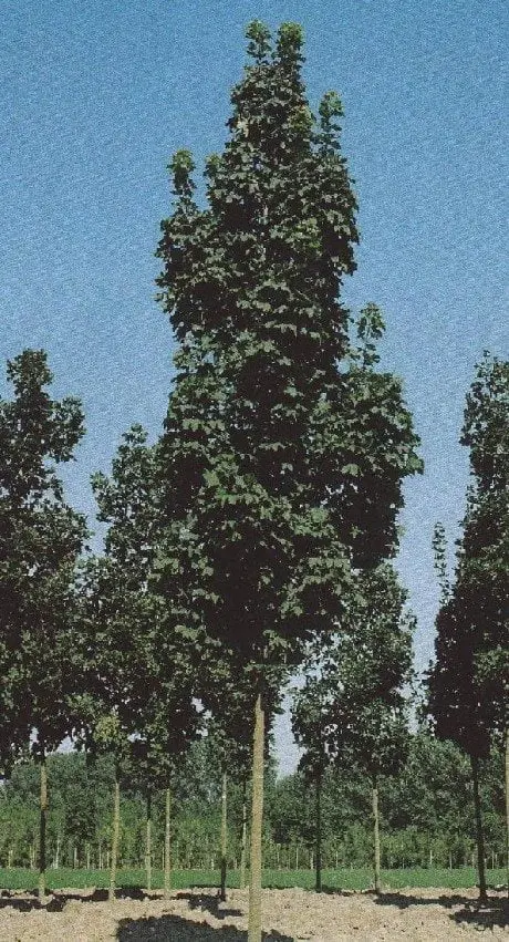 alytausgidas cccolumnare1
