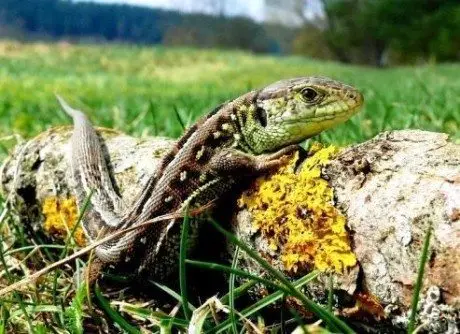 alytausgidas driezas1