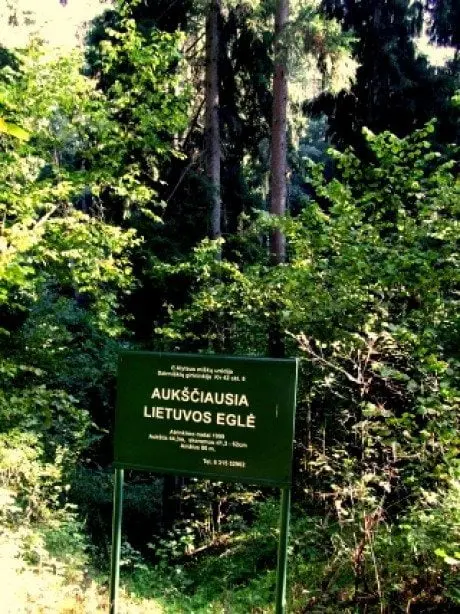 alytausgidas egle3