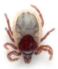 alytausgidas erkes1