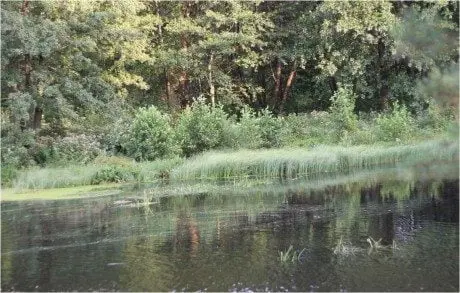 alytausgidas gamta1