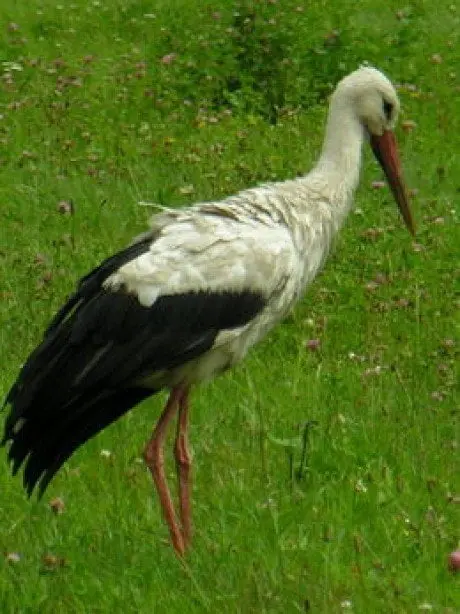 alytausgidas gandras1