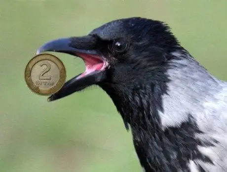 alytausgidas gedimino savickio varnas1