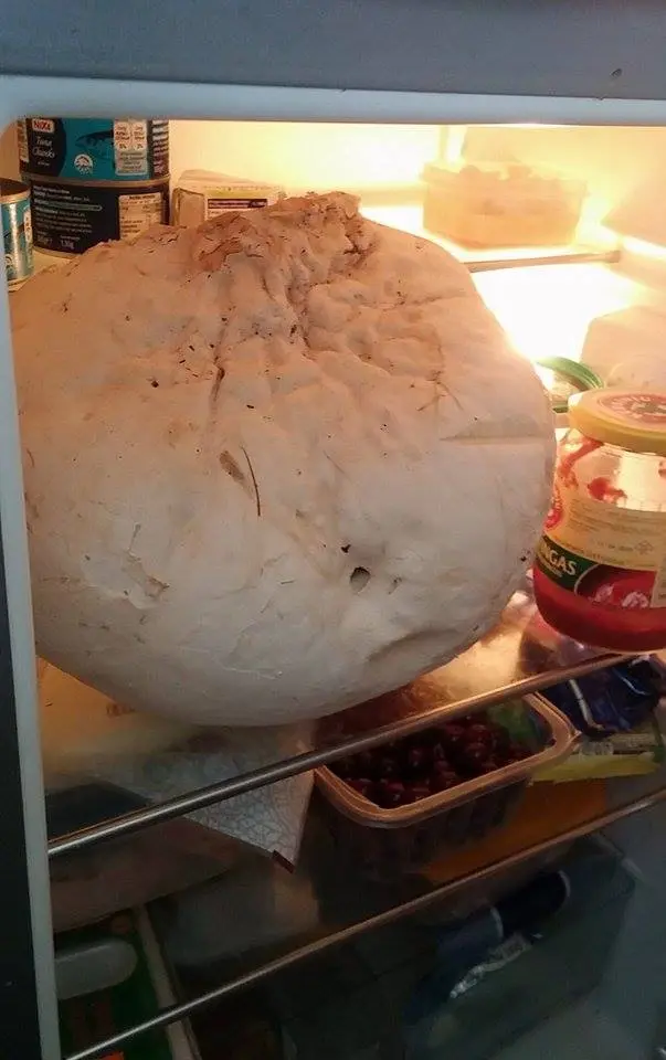 alytausgidas gigant 1