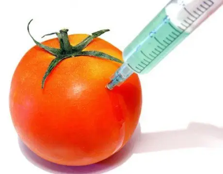 alytausgidas gmo tomato 451868 cut1