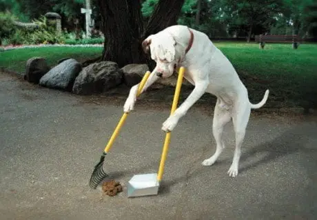 alytausgidas good 20dog1
