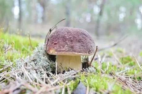 alytausgidas gryb12daiv1