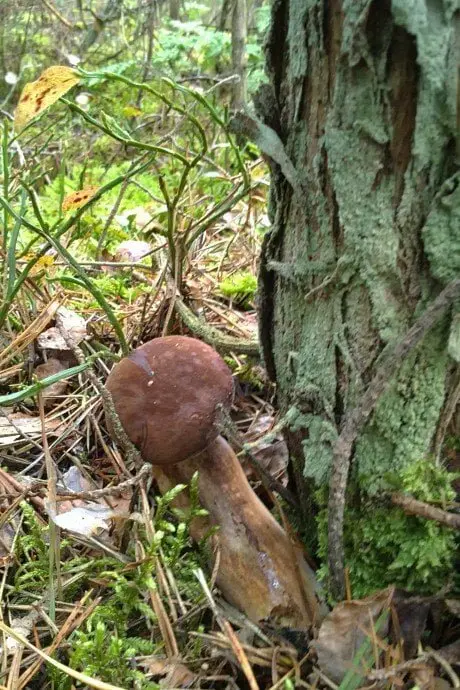 alytausgidas gryb1