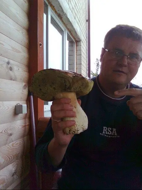 alytausgidas grybasvarcios1