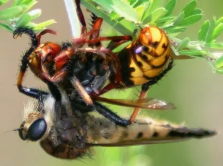 alytausgidas hornet1