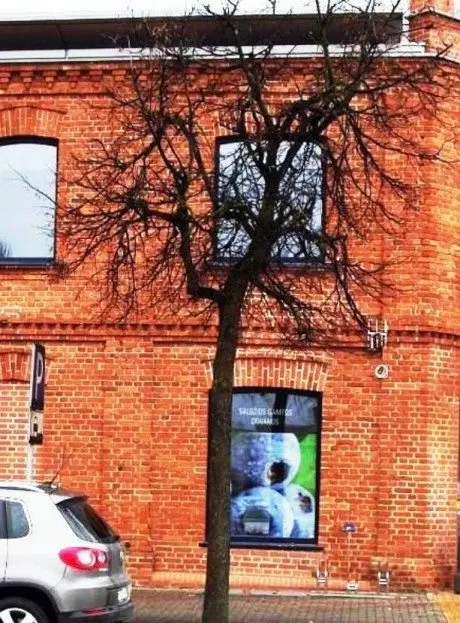 alytausgidas ikipor1