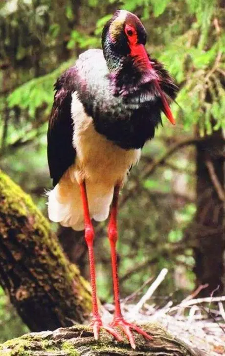 alytausgidas juodgandr1