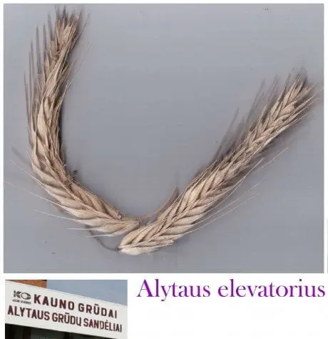 alytausgidas kgrudalt1
