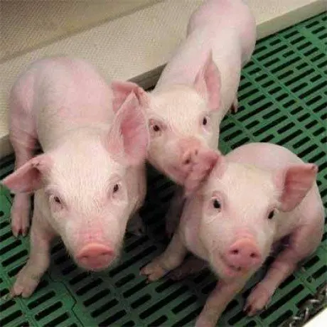 alytausgidas kiauliu1