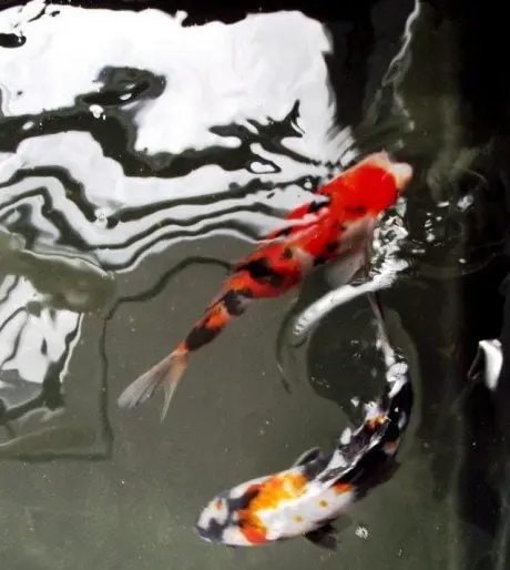 alytausgidas koi
