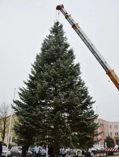 alytausgidas lazdkenis1