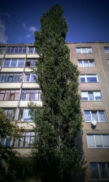 alytausgidas medis devinauimg 20150806 1657121