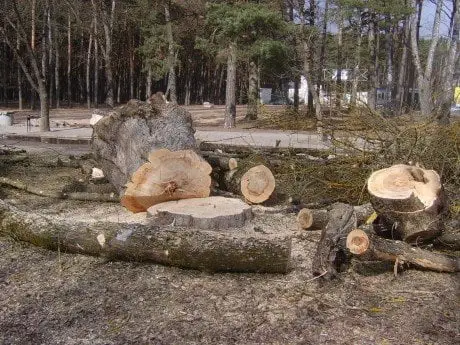 alytausgidas medis1