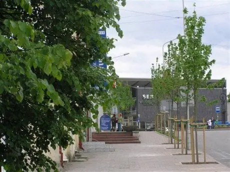 alytausgidas medziai1