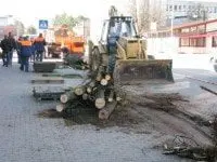 alytausgidas medziai21