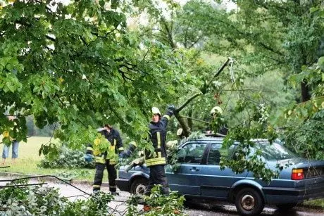 alytausgidas medzpoaudr1