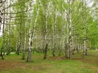 alytausgidas miskas1