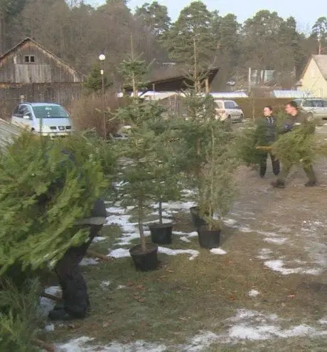 alytausgidas misku1