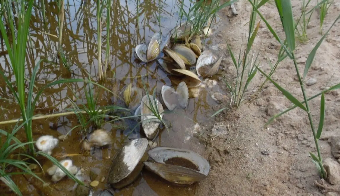 alytausgidas moliusva