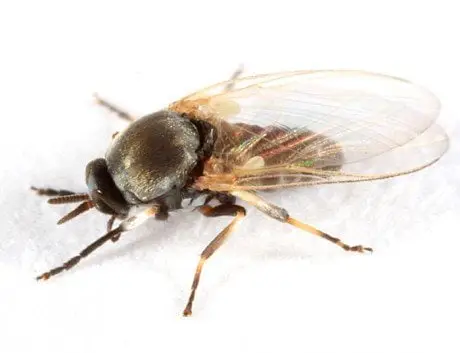 alytausgidas moske1 2
