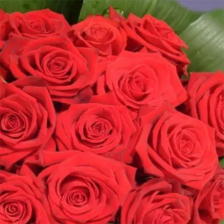 alytausgidas mothers day red roses1