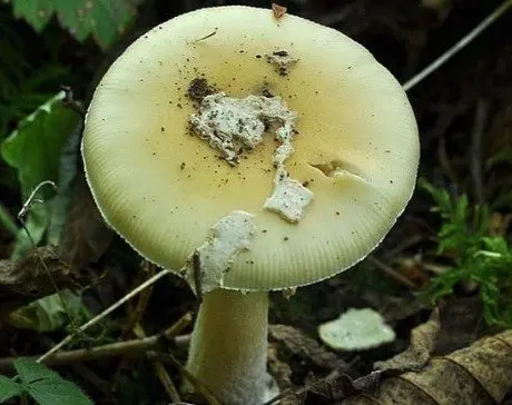 alytausgidas musmire1