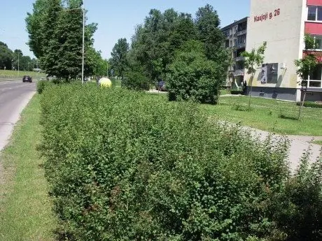 alytausgidas nauj 26 10271162 845411505486738 6930572172775358655 o
