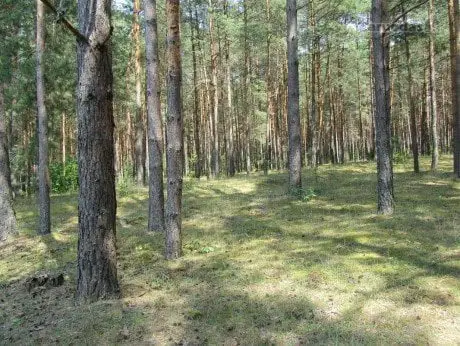 alytausgidas nemunai5