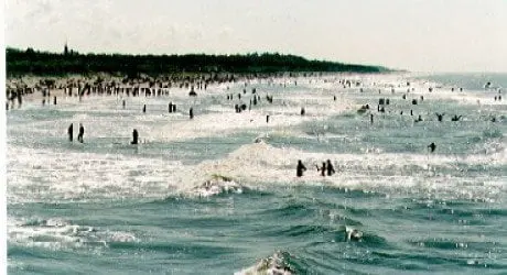 alytausgidas palanga21