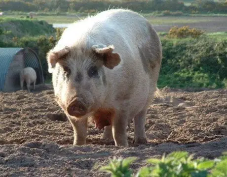 alytausgidas pigs1