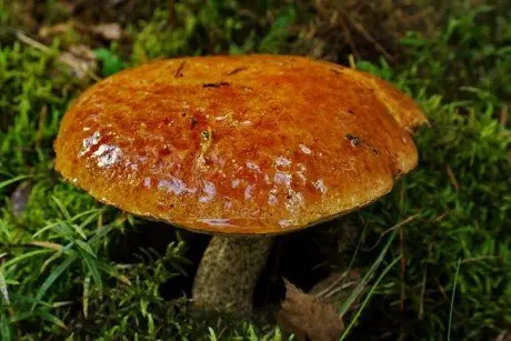 alytausgidas raudonvirsis1