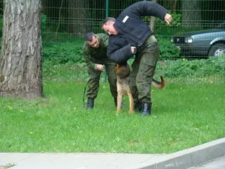 alytausgidas s banza r cerniauskas toris1