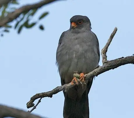 alytausgidas sakrauko1