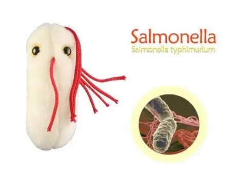 alytausgidas salmoa microbesalmonella 21