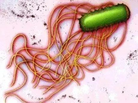 alytausgidas salmonella1